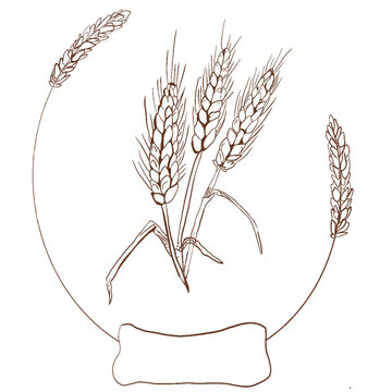 Backer or cafe logo.Wheat logo with place for text.Wheat vector minimalistic illustration