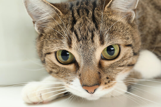 Closeup view of cute tabby cat with beautiful eyes