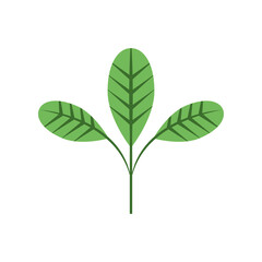 leaves foliage plant