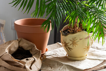 The process of transplanting an adult Chamaedorea plant into a larger clay pot, gardening as a hobby