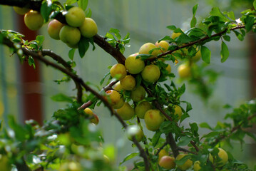 quince fruits on a branch in the garden
