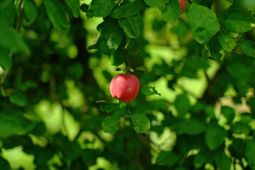 apple ripens on a branch in the garden
