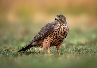 Northern goshwak bird ( Accipiter gentilis )