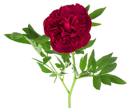 Red peony flower with leaves isolated on a white background. Dark red peony flower.