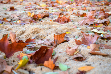 Sand und Laub