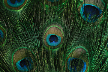 Beautiful bright peacock feathers as background, closeup