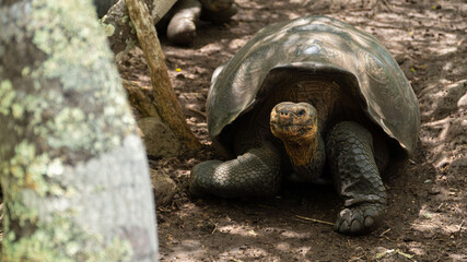 Tortuga gigante galápagos 3 © diego