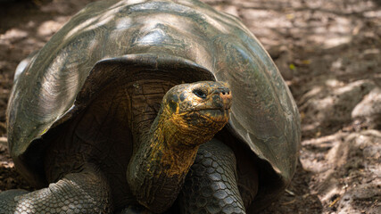 Tortuga gigante galápagos 2 © diego