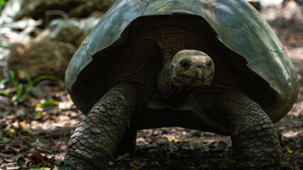Tortuga gigante galápagos  © diego