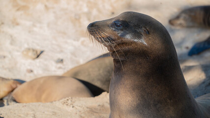 León marino en la playa 2 