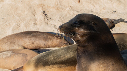 León marino en la playa 1 