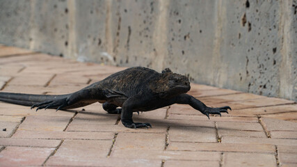 Iguana negra caminando en las calles de galápagos 2