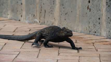 Iguana negra caminando en las calles de galápagos 