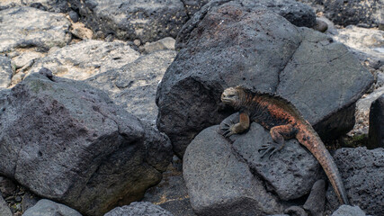 Iguana rojiza descansando en piedras negras 