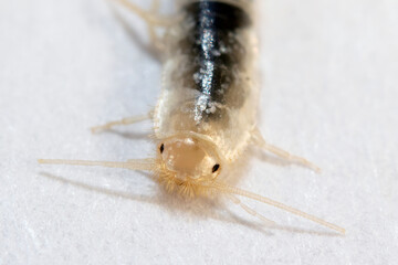Silverfish head in extreme close-up macro. Lepisma saccharinum