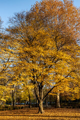 Yellow trees in autumn in the park on sunny day, Budapest