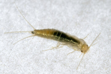 Closup Silverfish. Common home insect. Lepisma saccharinum