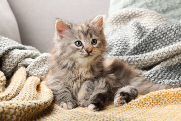 Cute kitten on knitted blanket. Baby animal