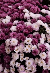 Pink and white chrysanthemum flowers closeup, vintage vertical floral background.