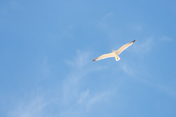 Ichthyaetus audouinii or Audouin's gull is a beautiful gull restricted to the Mediterranean and the western coast of Saharan Africa and the Iberian Peninsula.