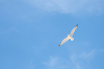 Fototapeta premium Ichthyaetus audouinii or Audouin's gull is a beautiful gull restricted to the Mediterranean and the western coast of Saharan Africa and the Iberian Peninsula.
