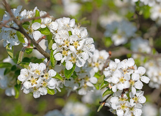 Blühende Birnen, Pyrus, im Frühling