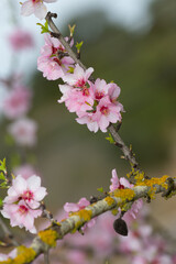 Pink almond or Prunus dulcis flowers. Algarve Portugal.