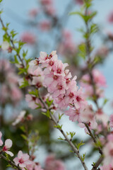Pink almond or Prunus dulcis flowers. Algarve Portugal.