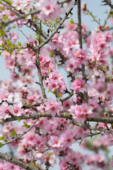 Pink almond or Prunus dulcis flowers. Algarve Portugal.