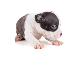 Portrait of american bully 3 week old puppy