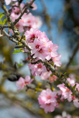 Pink almond or Prunus dulcis flowers. Algarve Portugal.