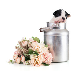 Portrait of american bully 3 week old puppy in an antique milk jug
