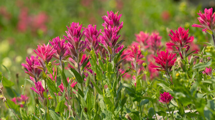 Obraz premium Intense pink Indian Paintbrush flowers grow in a lush green meadow.