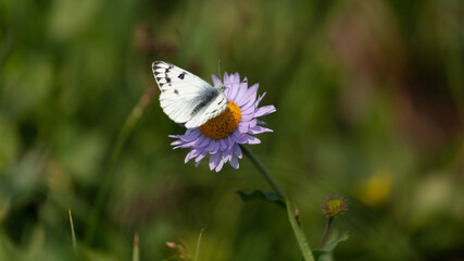A Western White butterfly lands on a purple aster flower in an alpine meadow in Glacier National...