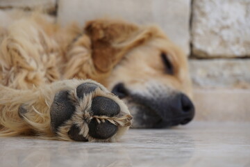a cute sleeping dog paw