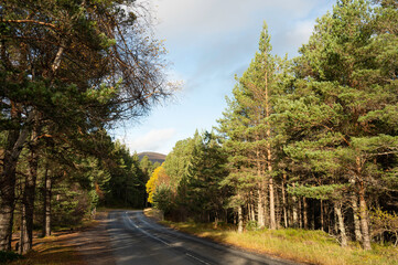 Curving road through Caledonian pine forest with mountain in background. Blue sky and cloud. No people or vehicles. Cairngorms National Park, road from Aviemore to Cairngorm mountain. Sunny day. 