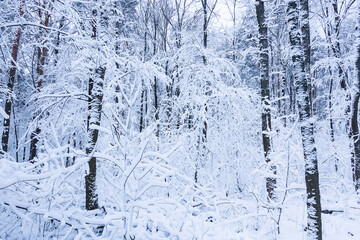 Beautiful snowy forest. The trees are covered with snow. Russia