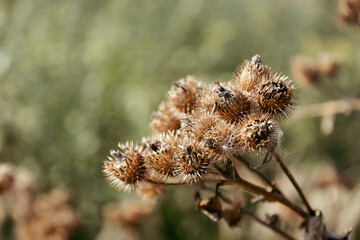 The prickly Herb Burdock plant or Arctium plant from the Asteraceae family. Dry brown Arctium minus. Dried seed heads in fall. Ripe burrs with sharp catchy hooks. Soft focus