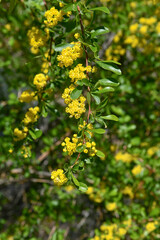 Fototapeta premium Yellow flowers of alyssum, genus of plants in the family Cabbage, shot in summer in Asia.
