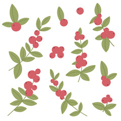 Collection of branches with winter berries for print, design, decor. Vector isolates.