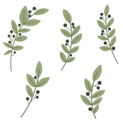 Collection of twigs with berries, botanical elements. Vector illustration.