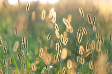 Gras im Freien sonnenbeschienen von hinten mit warmem Sonnenuntergangslicht. Bezaubernder Moment des Sommers.