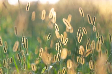Photo sur Plexiglas Style romantique Herbe extérieure éclairée par le soleil par derrière avec une lumière chaude du coucher du soleil. Moment enchanteur de l& 39 été.