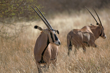 Oryx in Kenya