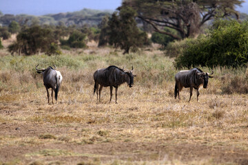 Fototapeta na wymiar Antelope gnu at safari