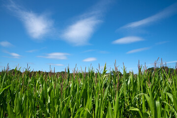 Panoramic image of a corn field against blue sky