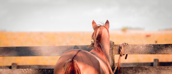 Cavalo Crioulo