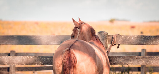 Cavalo Crioulo © Lucas Vieira