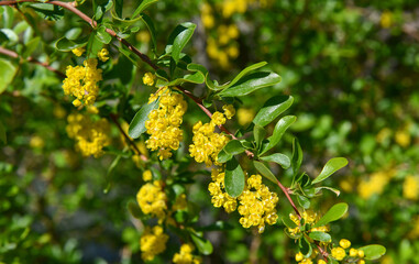 Yellow flowers of alyssum, genus of plants in the family Cabbage, shot in summer in Asia.