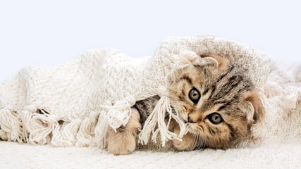 The kitten is played with a blanket wrapped in it. Kitten on a blanket. The kitten is isolated...